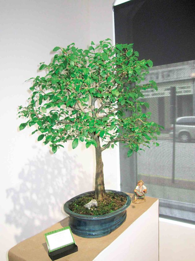 bonsai pieper Shimpaku Juniper main image 0